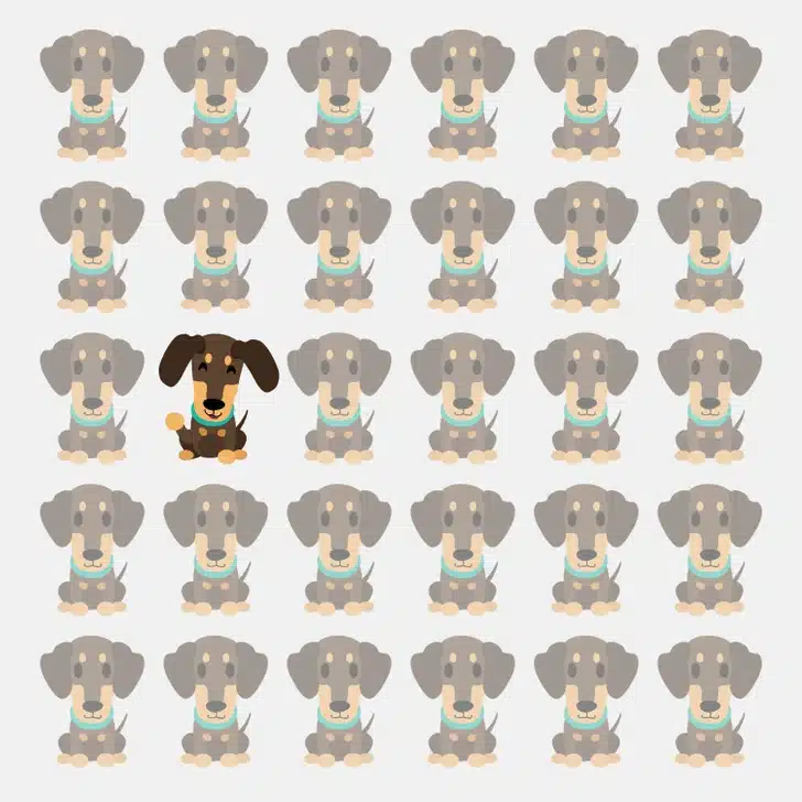 Teste visual com vários cachorros da raça Dachshund, exibindo expressões e posturas quase idênticas.