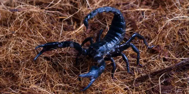 Escorpião preto em posição de ataque sobre folhas secas.