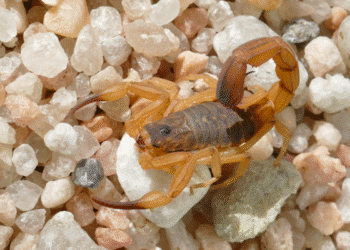 Escorpião-amarelo (Tityus serrulatus) adulto em ambiente rochoso, destacando o ferrão e as pinças.