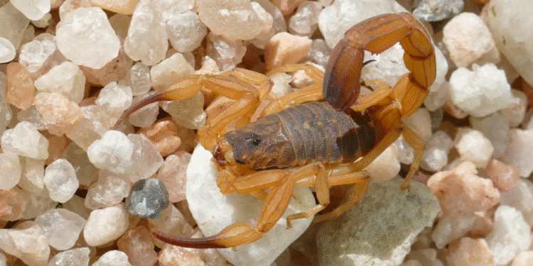 Escorpião-amarelo (Tityus serrulatus) adulto em ambiente rochoso, destacando o ferrão e as pinças.