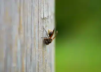 O veneno de marimbondo pode ser a chave para tratar o Alzheimer, conforme uma recente descoberta científica no Brasil. A imagem ilustra um marimbondo em close, detalhando sua estrutura e asas.