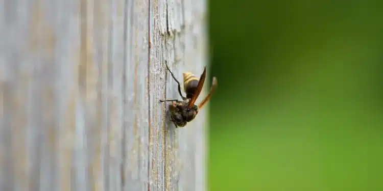 O veneno de marimbondo pode ser a chave para tratar o Alzheimer, conforme uma recente descoberta científica no Brasil. A imagem ilustra um marimbondo em close, detalhando sua estrutura e asas.