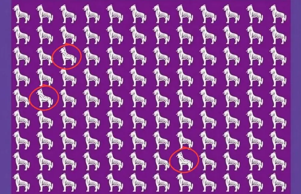 Solução para o desafio visual: localização dos 3 leopardos entre os tigres.