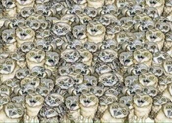 Teste visua com várias corujas empilhadas e um gato escondido entre elas, desafio visual para encontrar o intruso