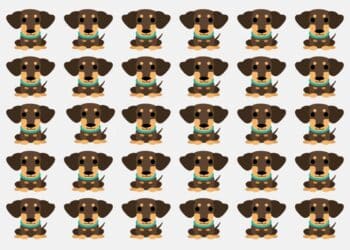 Teste visual com vários cachorros da raça Dachshund, exibindo expressões e posturas quase idênticas.