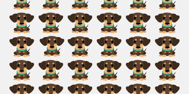 Teste visual com vários cachorros da raça Dachshund, exibindo expressões e posturas quase idênticas.
