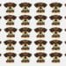 Teste visual com vários cachorros da raça Dachshund, exibindo expressões e posturas quase idênticas.