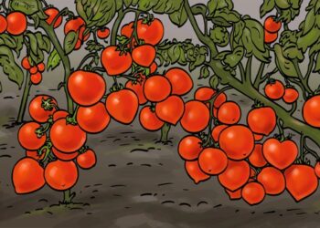 Teste visual com vários tomates-vermelhos