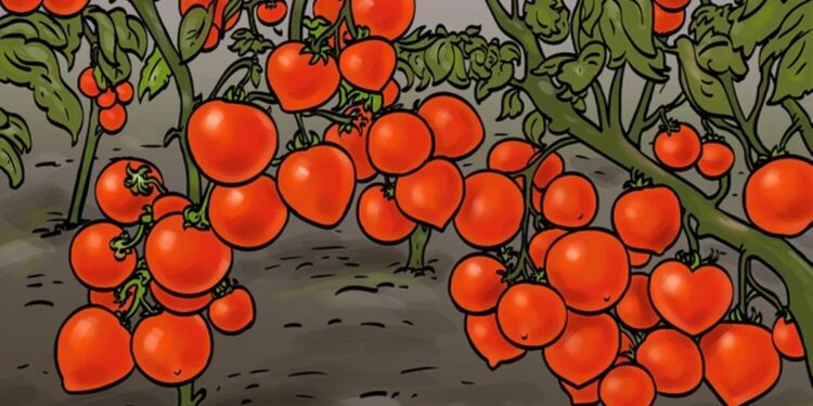 Teste visual com vários tomates-vermelhos