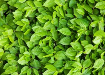 Imagem de folhas verdes com um desafio visual: encontre o gafanhoto escondido em até 8 segundos.