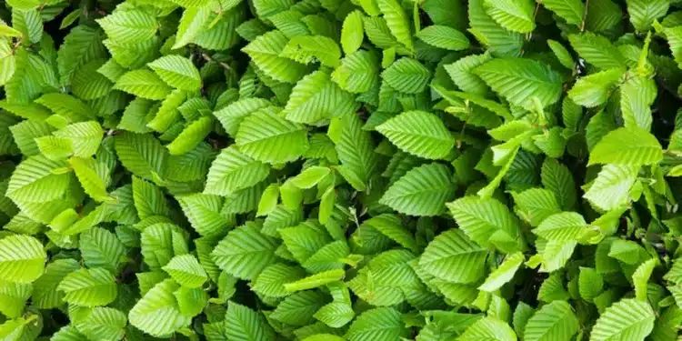 Imagem de folhas verdes com um desafio visual: encontre o gafanhoto escondido em até 8 segundos.