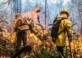 Dois bombeiros florestais com mochilas e equipamentos especializados combatendo incêndio em área de mata, em um ambiente de risco, enquanto a vegetação ao redor está pegando fogo.