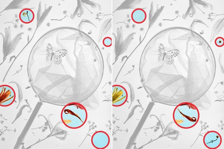 Rede de borboleta entre flores secas no Desafio de Atenção Desafio de atenção com uma rede vermelha de capturar borboletas com inseto pousado entre flores laranja sobre fundo azul