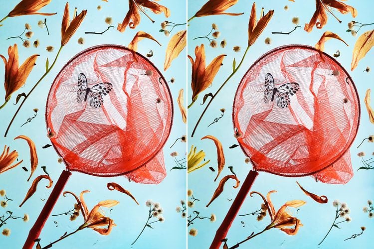 Você consegue achar todas as 5 diferenças entre essas imagens? Desafio de atenção com uma rede vermelha de capturar borboletas com inseto pousado entre flores laranja sobre fundo azul