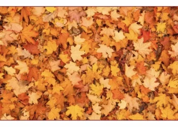 Imagem do desafio visual mostrando um fundo de folhas de outono nas cores amarela e laranja.