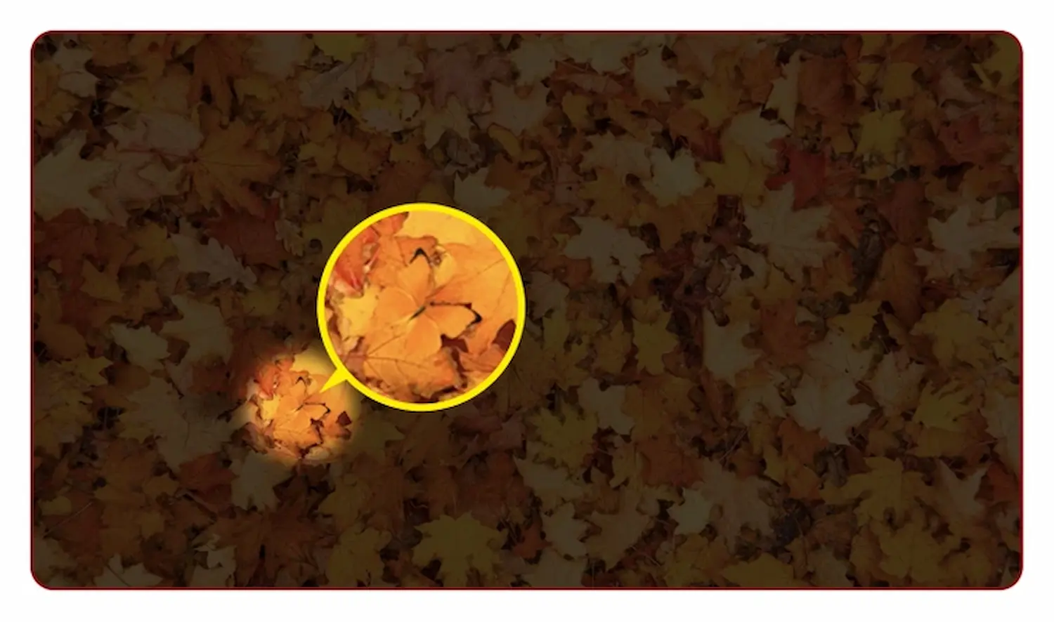 Resolução do Desafio Visual: Borboleta descoberta Borboleta encontrada entre as folhas durante o desafio visual.