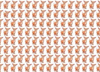 Teste visual com diversos cachorrinhos marrons enfileirados, um com expressão diferente dos demais