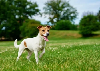 Cachorro em parque representando convivência equilibrada entre tutores após lei de guarda compartilhada de pets