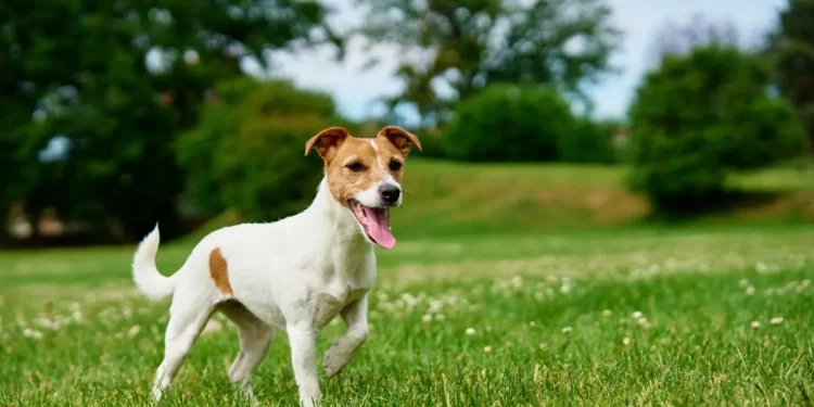 Cachorro em parque representando convivência equilibrada entre tutores após lei de guarda compartilhada de pets