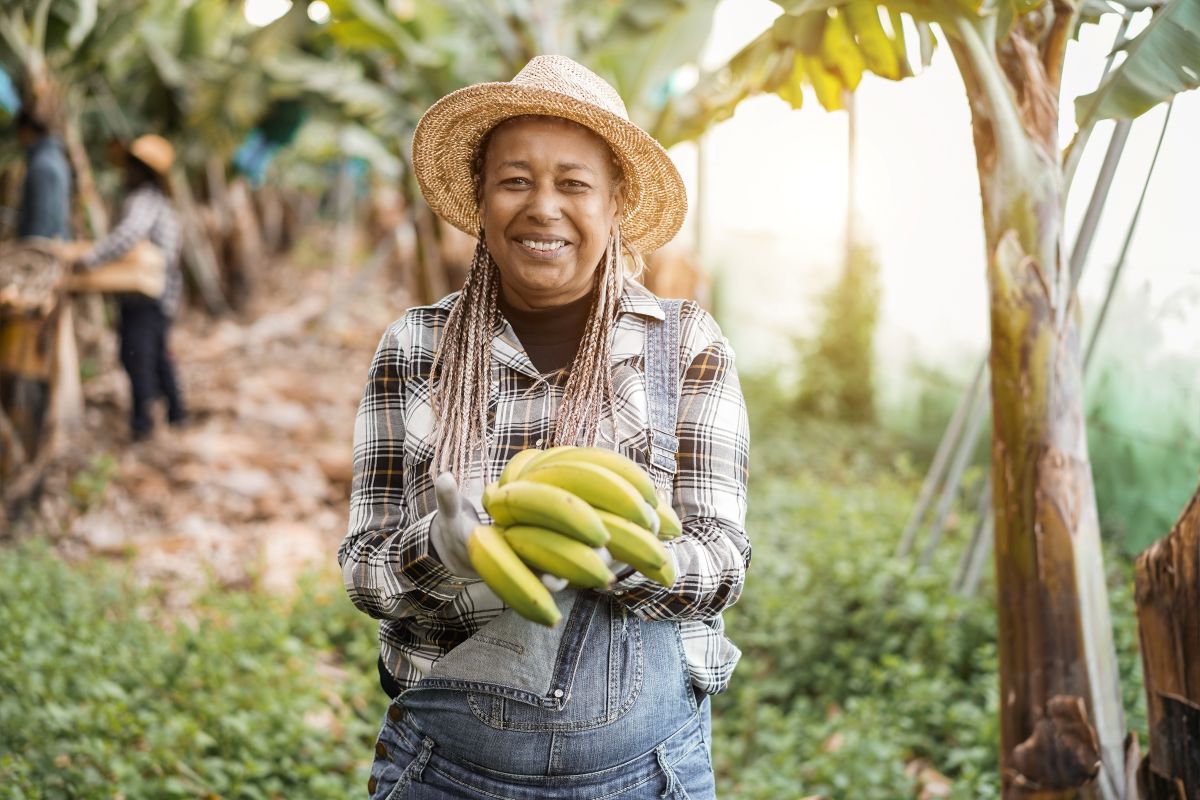 Agricultora segurando cacho de bananas em plantação ao ar livre.