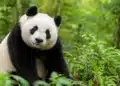 Panda em meio à vegetação ilustrando a dúvida sobre a forma feminina do nome do animal.