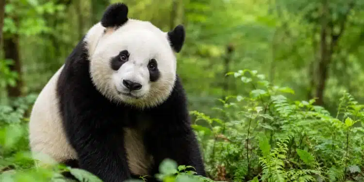 Panda em meio à vegetação ilustrando a dúvida sobre a forma feminina do nome do animal.
