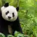 Panda em meio à vegetação ilustrando a dúvida sobre a forma feminina do nome do animal.