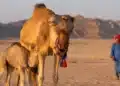Camela com filhote no deserto, usando adereço colorido, enquanto uma pessoa aparece ao fundo.