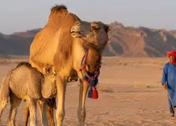 Camela com filhote no deserto, usando adereço colorido, enquanto uma pessoa aparece ao fundo.