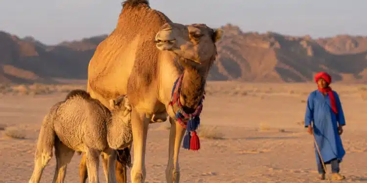 Camela com filhote no deserto, usando adereço colorido, enquanto uma pessoa aparece ao fundo.