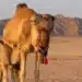 Camela com filhote no deserto, usando adereço colorido, enquanto uma pessoa aparece ao fundo.