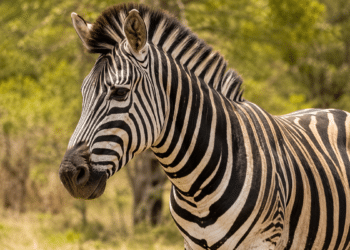 Imagem de uma zebra adulta em seu habitat natural, utilizada como destaque da matéria sobre a forma correta de indicar o masculino do animal na língua portuguesa. A fotografia representa o tema central do conteúdo, que explica a classificação do substantivo, o uso adequado das expressões para identificar o sexo da espécie, as regras de concordância e exemplos práticos de escrita.