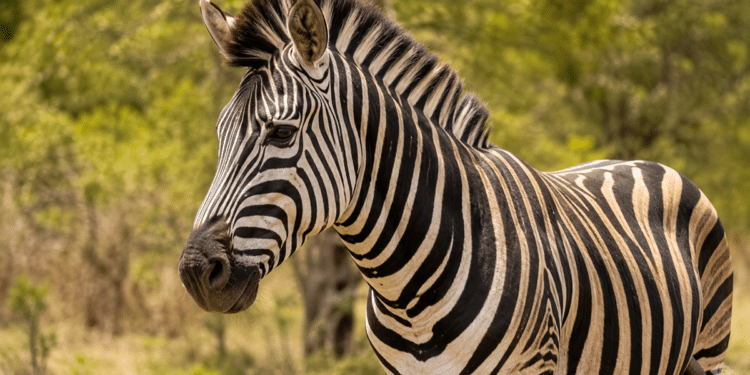 Imagem de uma zebra adulta em seu habitat natural, utilizada como destaque da matéria sobre a forma correta de indicar o masculino do animal na língua portuguesa. A fotografia representa o tema central do conteúdo, que explica a classificação do substantivo, o uso adequado das expressões para identificar o sexo da espécie, as regras de concordância e exemplos práticos de escrita.