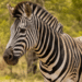 Imagem de uma zebra adulta em seu habitat natural, utilizada como destaque da matéria sobre a forma correta de indicar o masculino do animal na língua portuguesa. A fotografia representa o tema central do conteúdo, que explica a classificação do substantivo, o uso adequado das expressões para identificar o sexo da espécie, as regras de concordância e exemplos práticos de escrita.