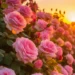 Rosas cor-de-rosa em jardim ilustram explicação sobre o uso correto do plural da expressão na língua portuguesa.