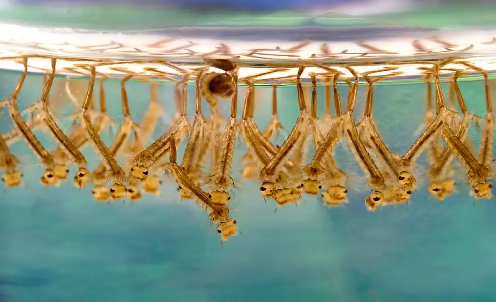 Larvas de mosquitos do gênero Culex em água parada, vetor relacionado à Febre do Nilo Ocidental.