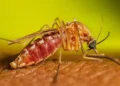 Fêmea do mosquito do gênero Culex, transmissor da Febre do Nilo Ocidental.