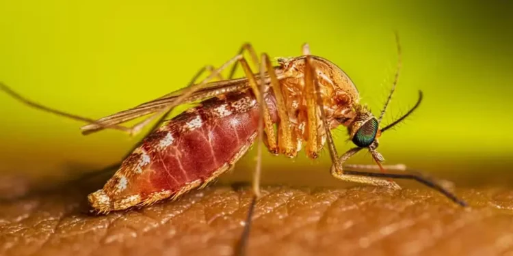 Fêmea do mosquito do gênero Culex, transmissor da Febre do Nilo Ocidental.