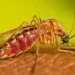 Fêmea do mosquito do gênero Culex, transmissor da Febre do Nilo Ocidental.