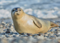Foca marinha deitada em praia de pedras à beira-mar.