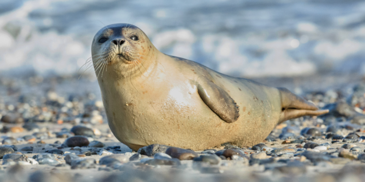 Foca marinha deitada em praia de pedras à beira-mar.