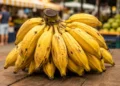 Cacho de bananas-prata maduras ilustrando a explicação sobre o plural da palavra segundo a gramática.