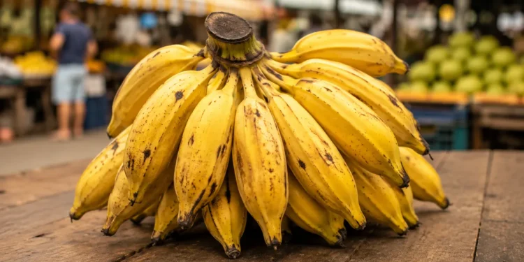 Cacho de bananas-prata maduras ilustrando a explicação sobre o plural da palavra segundo a gramática.